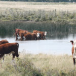 Maximum total dissolved solid levels in water are 4,000 to 5,000 milligrams per litre for cows and calves. Levels above that will likely affect productivity. | File photo