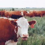 The conservation trust, which among other things is being used to make pasture improvements, was announced in last year’s Manitoba budget. | File photo