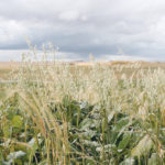 This is an example of polycropping with a mixture of cereals, legumes and brassicas. This crop was growing in late fall at Graeme Finn’s ranch west of Calgary. | Barbara Duckworth photo
