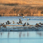 Poison, infectious disease and predators are some of the possibilities to examine when large numbers of wild birds die suddenly. | File photo