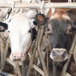 The Jersey breed is experiencing a surge in interest as more dairy farms add the brown cow to their Holstein herds. | File photo