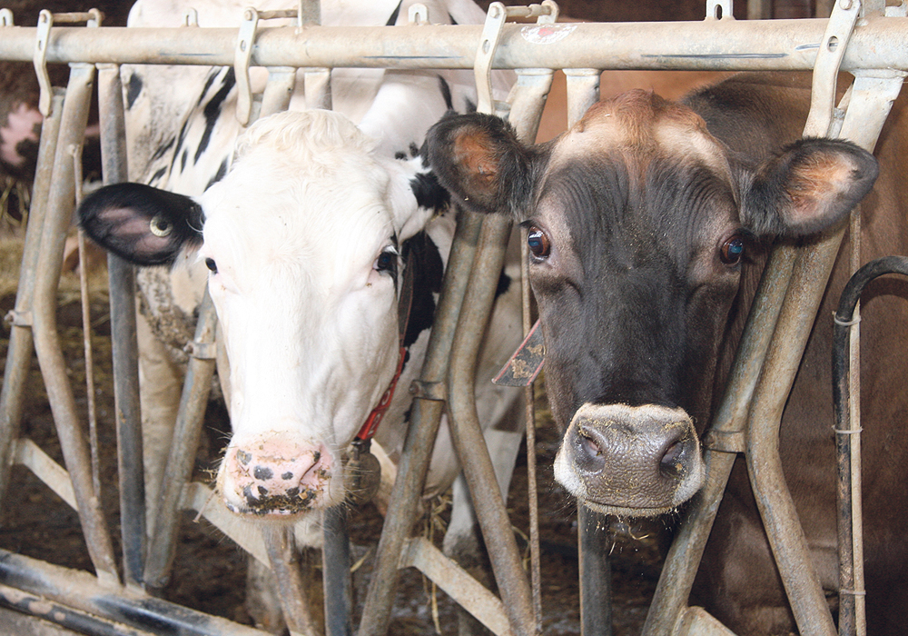 The Jersey breed is experiencing a surge in interest as more dairy farms add the brown cow to their Holstein herds. | File photo