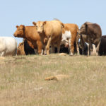 Areas from Calgary to Winnipeg are either abnormally dry or facing drought conditions, according to Agriculture Canada’s Canadian Drought Monitor, causing slight anxiety over pasture quality for the upcoming growing season.
 | File photo