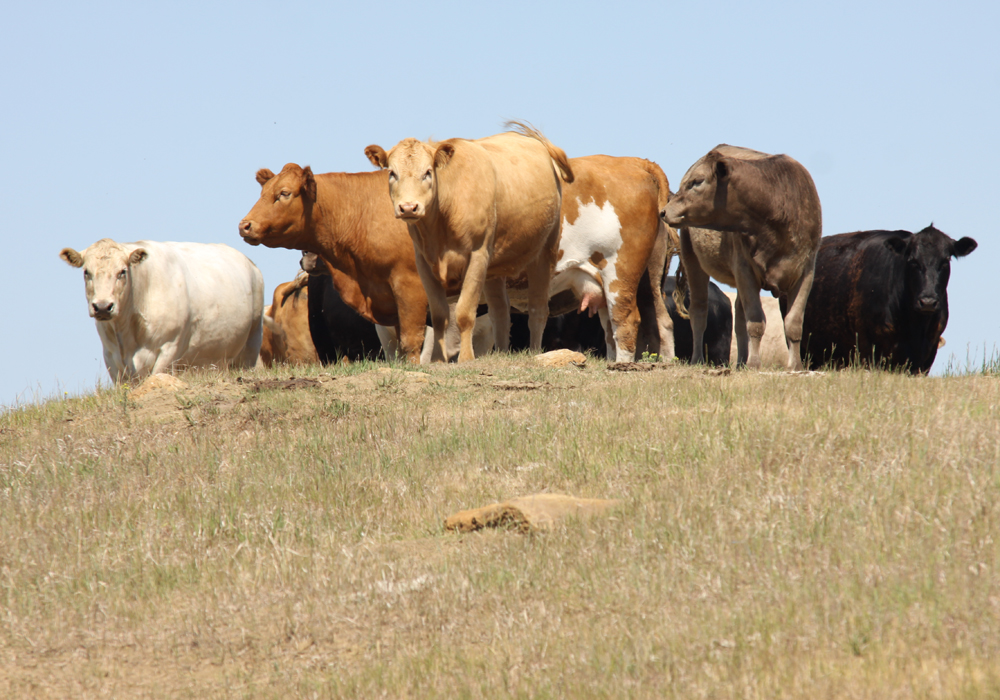 Areas from Calgary to Winnipeg are either abnormally dry or facing drought conditions, according to Agriculture Canada’s Canadian Drought Monitor, causing slight anxiety over pasture quality for the upcoming growing season.  | File photo