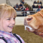 Tori Ackermann of Calgary narrowly avoids a frothy kiss from her steer during the pee wee showmanship class at the Chinook Junior Stock Show held in Claresholm, Alta., on April 24. | Barb Glen photo