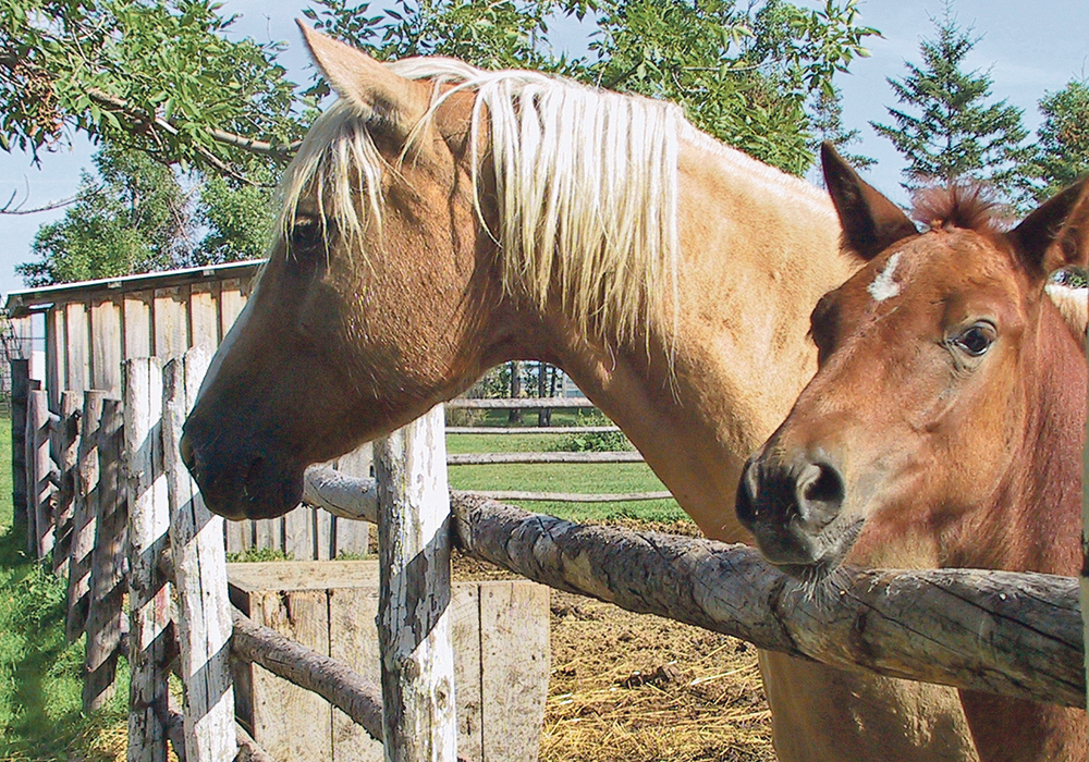 Horses could make life much easier, but sometimes the excitement became too much to handle.  |  Alma Barkman photo