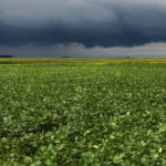 The 2019/20 Principal Field Crop Acreage report, released by Statistics Canada on April 24, estimated 5.65 million acres of soybeans are to be planted in 2019. That's a 10.6 percent drop from 2018, but on par with the acres planted four years ago. | File photo