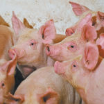 In a March 11 report, the U.S. agricultural attache to China forecasted a 13 percent reduction in the country’s swine herd to 374 million animals by the end of 2019 from 428 million at the start of the year.
| File photo