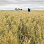 Growers in South Dakota, western Minnesota and southeastern North Dakota, where this photo was taken in late July, could find themselves “bumping up” against the seeding window and switching to soybeans or taking advantage of the U.S. prevented-planting program this year. | REUTERS/Julie Ingwersen photo