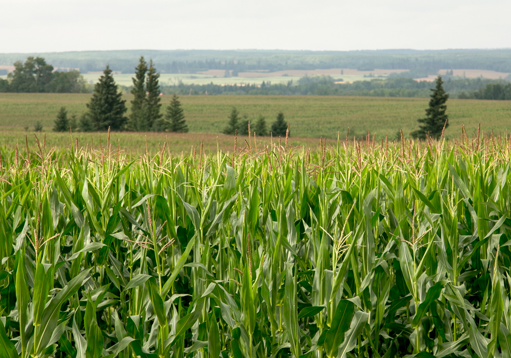 Manitoba had 382,000 acres of grain corn in 2018 and about 395,000 in 2017. About 400,000 acres could go into the ground this spring.  | File photo
