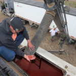 Statistics Canada reports that surveyed farmers said they intended to boost spring wheat acres by 12 percent, barley by 10.2 percent, peas by 11.6 percent and flax by 16.7 percent. Canola acreage is likely to drop by 6.6 percent and farmers intend to seed almost 19 percent less durum.
| File photo
