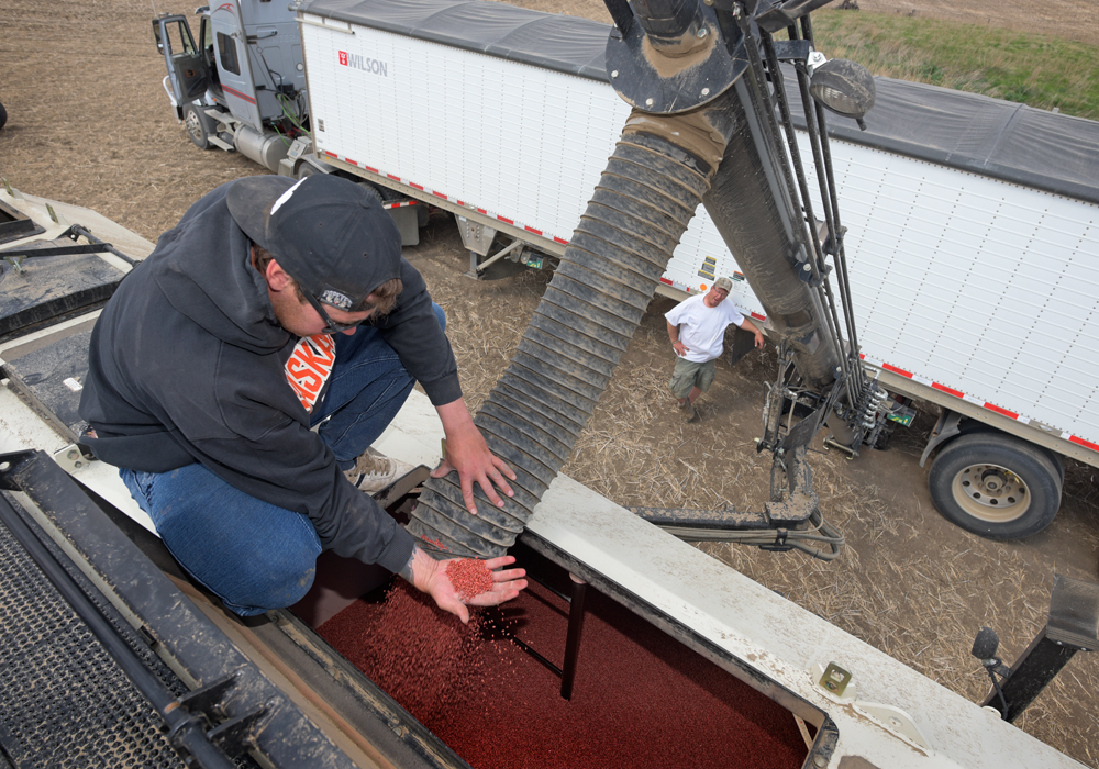 Statistics Canada reports that surveyed farmers said they intended to boost spring wheat acres by 12 percent, barley by 10.2 percent, peas by 11.6 percent and flax by 16.7 percent. Canola acreage is likely to drop by 6.6 percent and farmers intend to seed almost 19 percent less durum.  | File photo