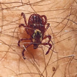 This external parasite releases a neurotoxin through its mouthparts that can paralyze livestock.
In certain areas of the country it can be a major health problem in cattle. | File photo
