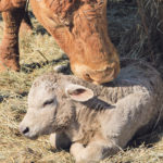 Proper nutrition plays an important role in getting cows pregnant and keeping them pregnant. | Cheryl Hare photo