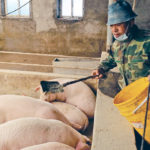 Han Yi feeds pigs on his farm at a village in Changtu county in China’s Liaoning province in January. African swine fever has done significant damage to the country’s hog sector. | Reuters/Ryan Woo photo
