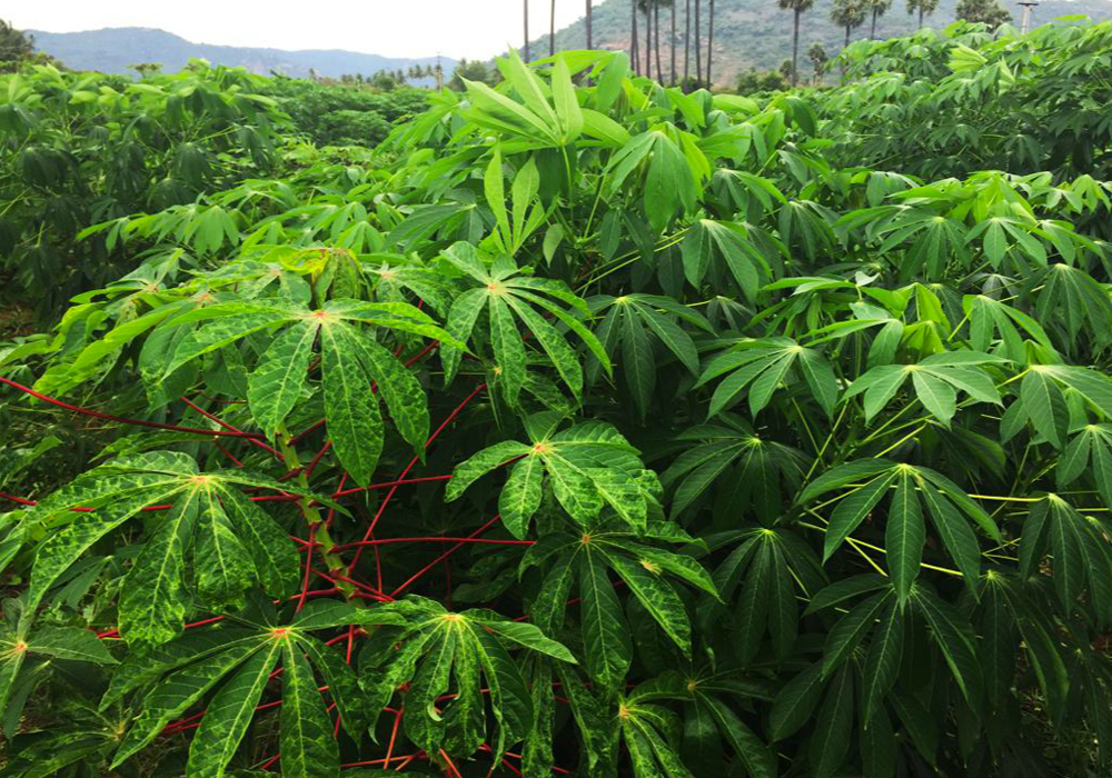 A research project that used CRISPR technology to make cassava resistant to mosaic virus instead allowed the virus to mutate and be passed down to the next generation. This photo compares diseased cassava, left, with healthy plants.  |  Hervé Vanderschuren photo