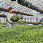 Janelle Herbert holds a strawberry plant in a basket in Riverbend Gardens’ greenhouse. | Jeremy Simes photo