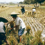 This photo of farm workers reaping rice at the XinHua Commune was one of many that Evelyn Potter took during her visit to China in 1971. They document a period of time in China where few rural photographs are said to exist. | Supplied photo