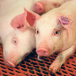 The pork suspensions apply to individual plants rather than entire companies and are blamed on “labelling issues.” | File photo