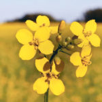 Canola growers can get up to $500,000 interest-free under the federal cash advance program, while the interest-free portion for other crops remains $100,000. | File photo