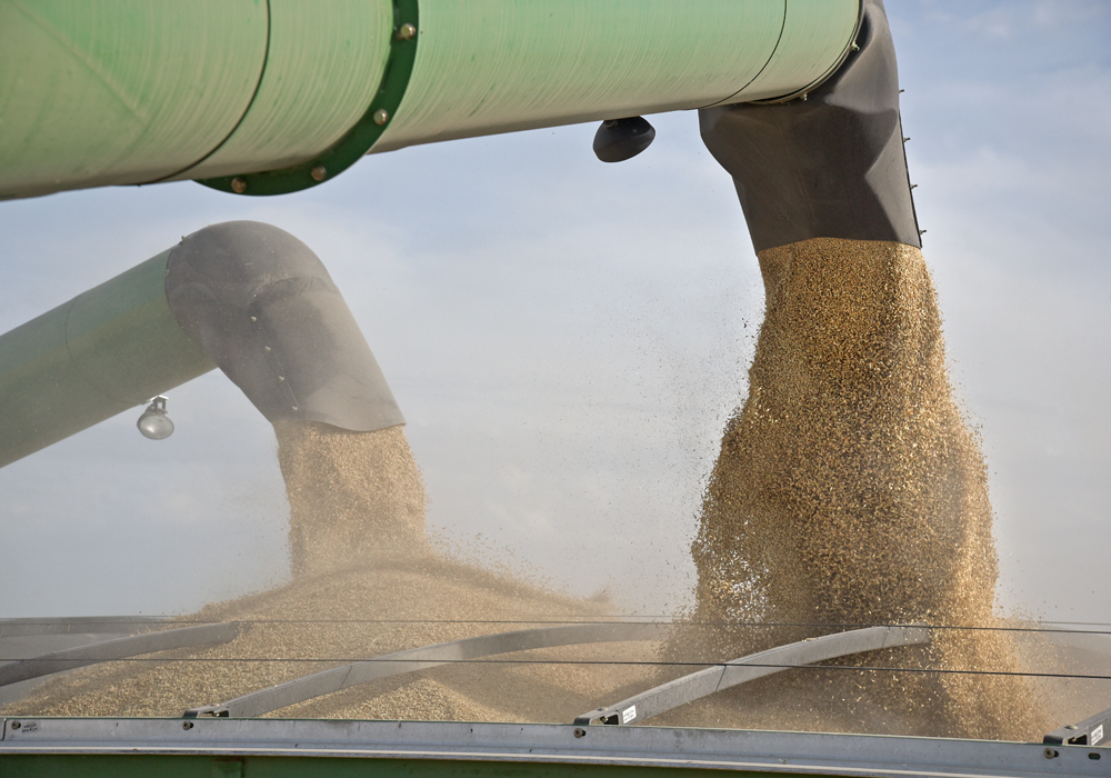 Tight old crop supplies may be keeping nearby barley bids underpinned in the Canadian Prairies, but expectations for increased acres in 2019 mean new crop bids are at a considerable discount. | File photo