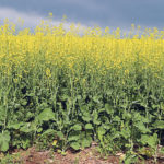 The boost in canola-based interest-free cash advances from $100,000 to $500,000 can’t compensate much for marketplace losses, but it will allow farmers to have more cash in hand now and after harvest to settle bills that come due. | File photo