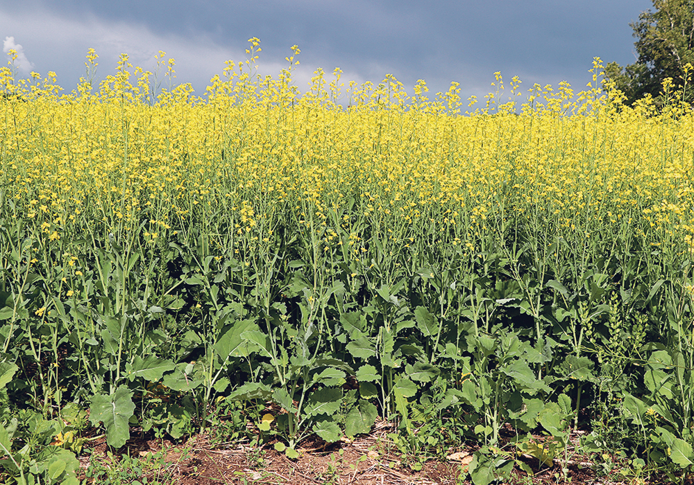 The boost in canola-based interest-free cash advances from $100,000 to $500,000 can’t compensate much for marketplace losses, but it will allow farmers to have more cash in hand now and after harvest to settle bills that come due.  |  File photo
