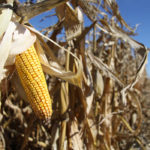 The U.S. Department of Agriculture on Friday forecast bigger-than-expected domestic supplies of corn, soybeans and wheat, with outlooks for big harvests and export concerns underpinning the bearish stocks view. | File photo