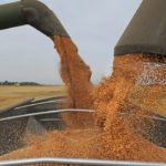 Euronext wheat futures fell in late trading on Friday to new contract lows as widely followed U.S. government crop forecasts signaled the prospect of ample global supplies of grain continuing next season. | File photo