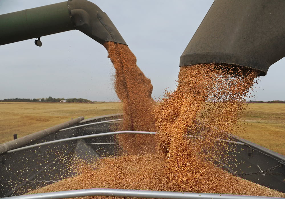 Euronext wheat futures fell in late trading on Friday to new contract lows as widely followed U.S. government crop forecasts signaled the prospect of ample global supplies of grain continuing next season. | File photo