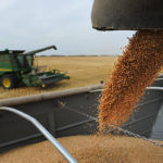 Canada Western Red Spring wheat bids held relatively steady during the week ended May 10, as the Minneapolis futures managed to edge higher on the week despite losses in the Chicago and Kansas City winter wheat markets. | File photo