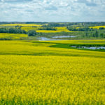 ICE canola futures moved higher during the week ended May 15, as a rally in the Chicago Board of Trade soy complex provided support. | File photo