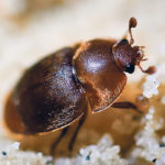 Small hive beetles can pose a serious threat to honeybees. | Humberto Boncristiani photo