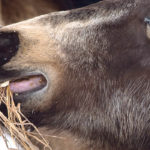 Equine infectious anemia is a reportable illness in Canada with no cure or vaccine. Horses diagnosed with it are either euthanized or quarantined for life. | Mike Sturk photo