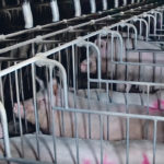 A recent incident at a hog barn near Abbotsford, B.C., was sparked by the broadcast of a video said to have been taken inside. The protest by numerous animals rights activists has raised concern among producers and livestock commodity groups about safety, trespass and animal welfare. | PETA photo