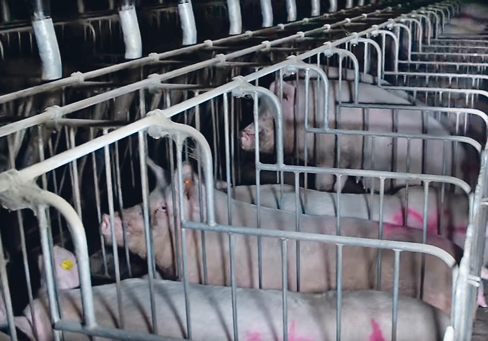 A recent incident at a hog barn near Abbotsford, B.C., was sparked by the broadcast of a video said to have been taken inside. The protest by numerous animals rights activists has raised concern among producers and livestock commodity groups about safety, trespass and animal welfare.  |  PETA photo