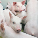 Research at Queen’s University in Belfast, Northern Ireland, found that male piglets conducted higher levels of play fighting than females. | File photo