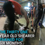 Lou Brown, 31, sheared 497 sheep in eight hours, an average of one ewe every 58 seconds.
| Screencap via Facebook/ABC Central West