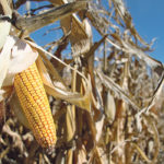 The U.S. Department of Agriculture is forecasting 92.8 million acres of U.S. corn, up from 89.1 million acres last year because of the switch out of soybeans, but an analyst thinks it will be more like 91.2 million acres due to delayed seeding and perhaps as low as 89.5 million acres. | Robert Arnason photo