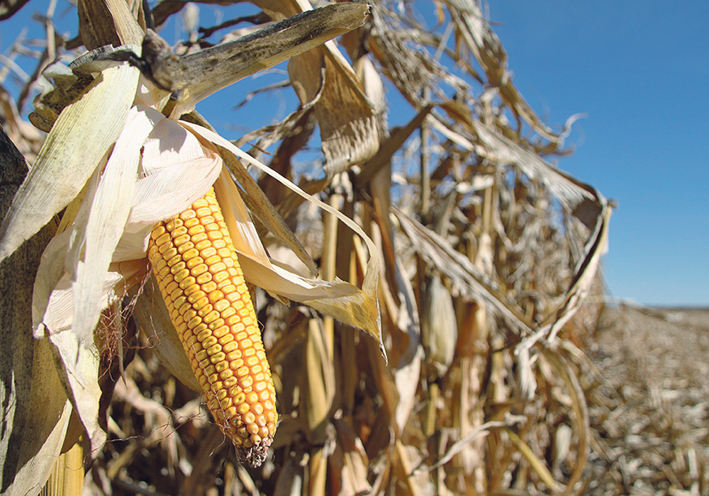 The U.S. Department of Agriculture is forecasting 92.8 million acres of U.S. corn, up from 89.1 million acres last year because of the switch out of soybeans, but an analyst thinks it will be more like 91.2 million acres due to delayed seeding and perhaps as low as 89.5 million acres.  |  Robert Arnason photo