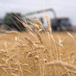 Durum acres are expected to be down this year. | File photo