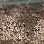Gord Bacon, chief executive officer of Pulse Canada, said companies like Beyond Meat don’t care about size, colour and shape because they are grinding pulses into flour rather than selling them whole or split.
He said the pulse sector must develop new quality parameters that meet the needs of these alternative-use customers.
| File photo