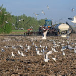 The province's agriculture ministry issued its weekly crop report on May 16 and noted planting was also slightly ahead of 2018's pace of 35 percent for this time. | File photo