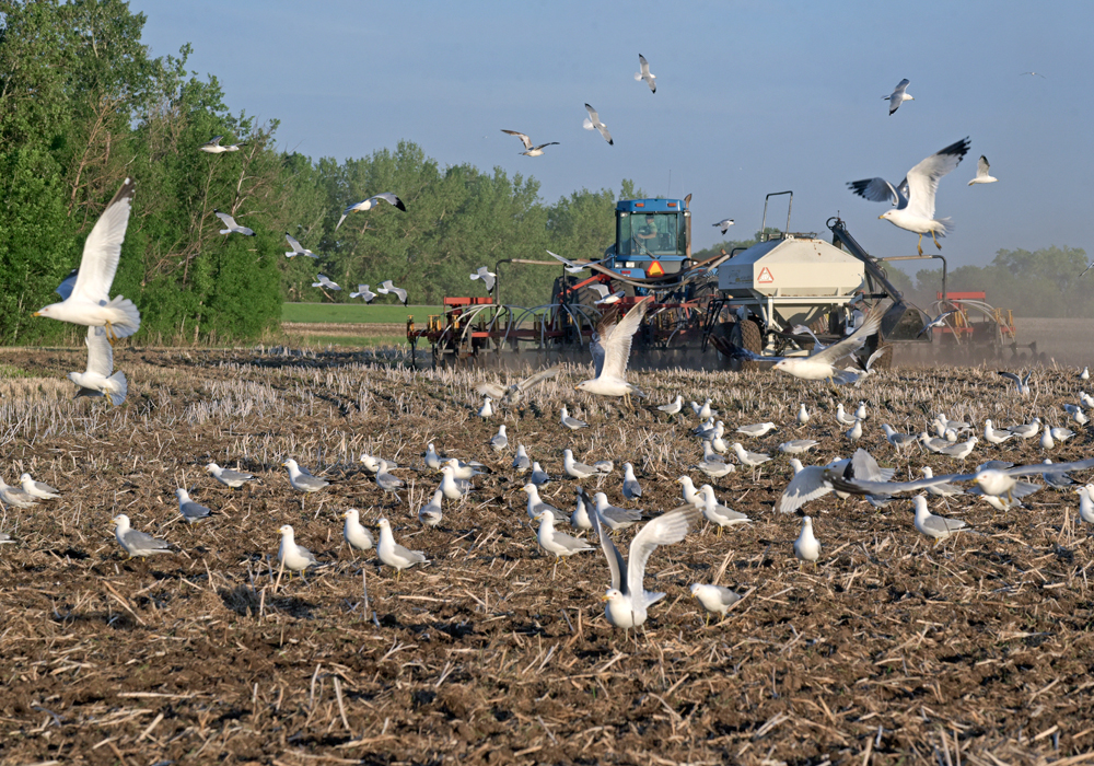The province's agriculture ministry issued its weekly crop report on May 16 and noted planting was also slightly ahead of 2018's pace of 35 percent for this time. | File photo
