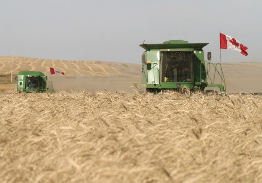 Average CWRS (13.5%) wheat prices were down by C$5 to C$10 per tonne, according to price quotes from a cross-section of delivery points compiled by PDQ (Price and Data Quotes). Average prices ranged from about C$212 per tonne in western Manitoba to as high as C$235 per tonne in southern Alberta. | File photo