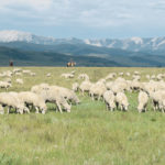 The sheep product from Zoetis is a combination of two anthelmintics: abamectin and derquantel. The former is in the same class as ivermectin, while derquantel has never been used in Canada so no parasites here will have resistance to it. | File photo