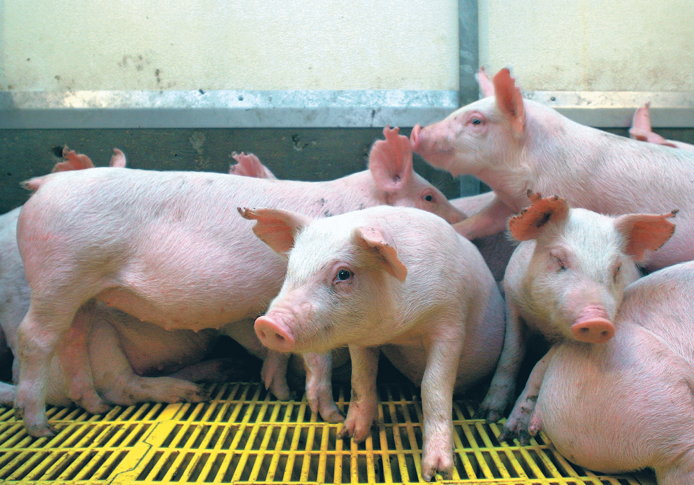 The strain of porcine epidemic diarrhea affecting Alberta pigs is closely related to those in Manitoba and Ontario. The investigation into its spread to Alberta is ongoing, but no clear answers have emerged.  |  File photo