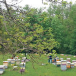 Honeybee colonies play a crucial role in work done at the University of Guelph’s Honey Bee Research Centre. | University of Guelph/Nuria Morfin-Ramirez photo