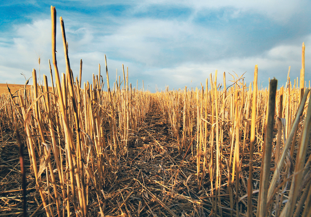 Senator Robert Black thinks a new Senate report on soil is possible, based on the interest shown from members of the agriculture committee.  |  File photo
