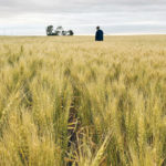North Dakota wheat growers have a variety of grievances with the National Association of Wheat Growers. This spring wheat field was photographed last July in eastern North Dakota. | REUTERS/Julie Ingwersen photo